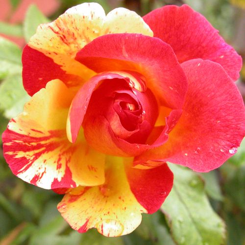 Rosa Citrus Splash™ - naranja - Árbol de Rosas Flor Simple - rosal de pie alto- forma de corona tupida